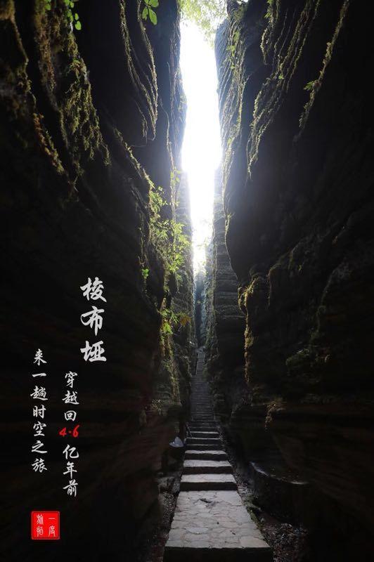 君子兰多久浇一次水最好游戏画面